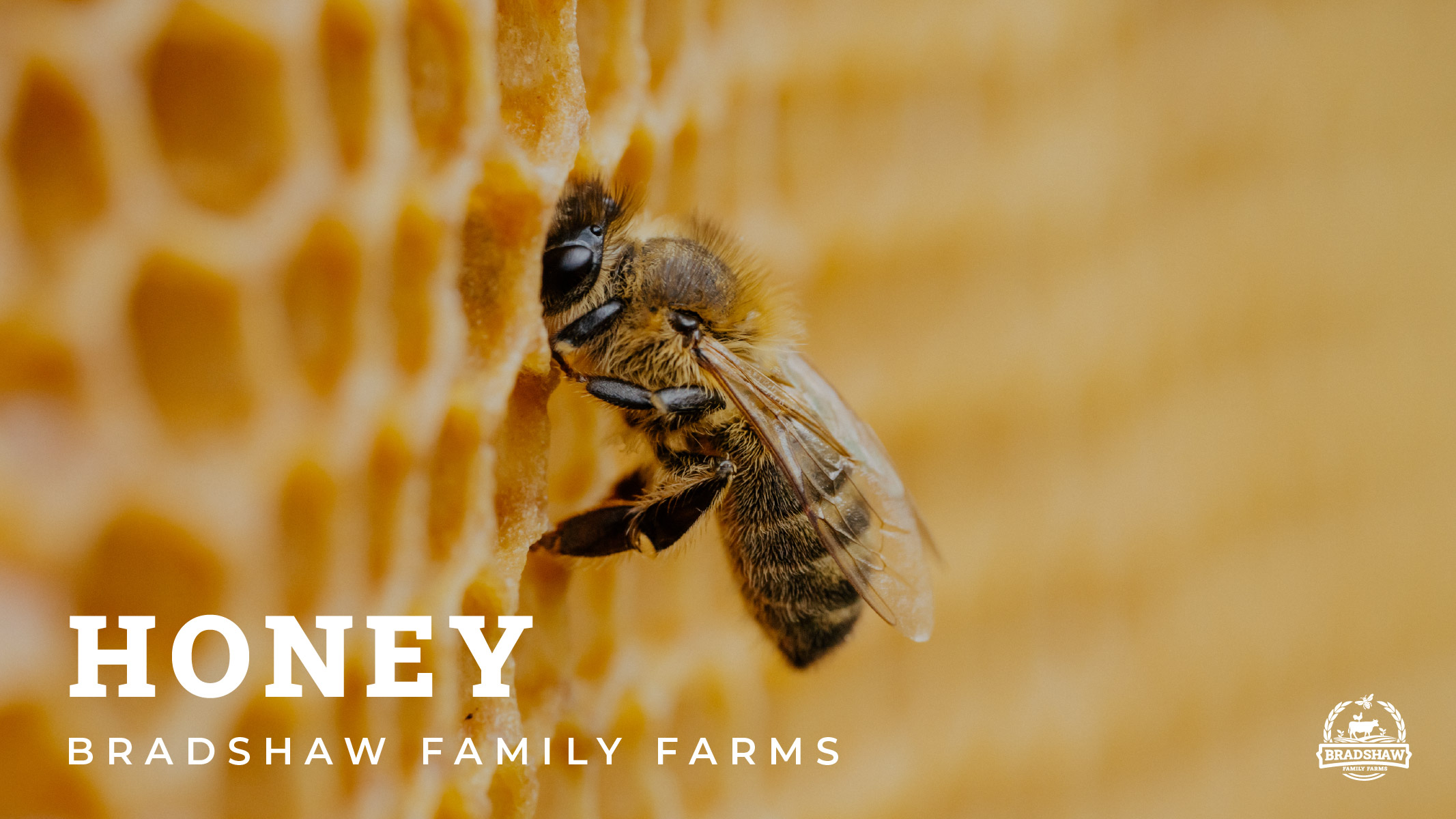 Honey Photo